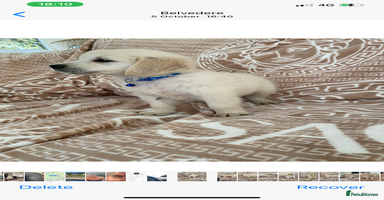Golden Retriever dogs - Advert 5
