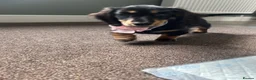Miniature Dachshund dogs for sale: Black & Tan Longhaired Miniature Dachshund in Glasgow - Advert 6