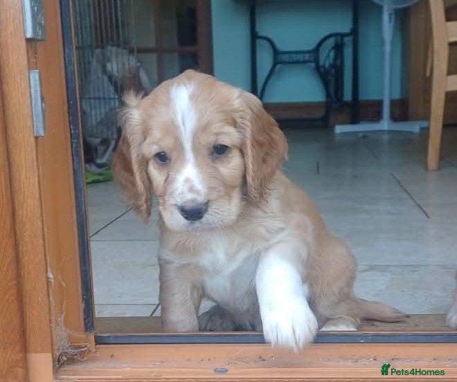 Cocker Spaniel dogs Stunning Lemon Working Cocker Spaniel Puppies - Advert 8