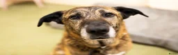 Mixed Breed dogs for adoption: Camel - Advert 8