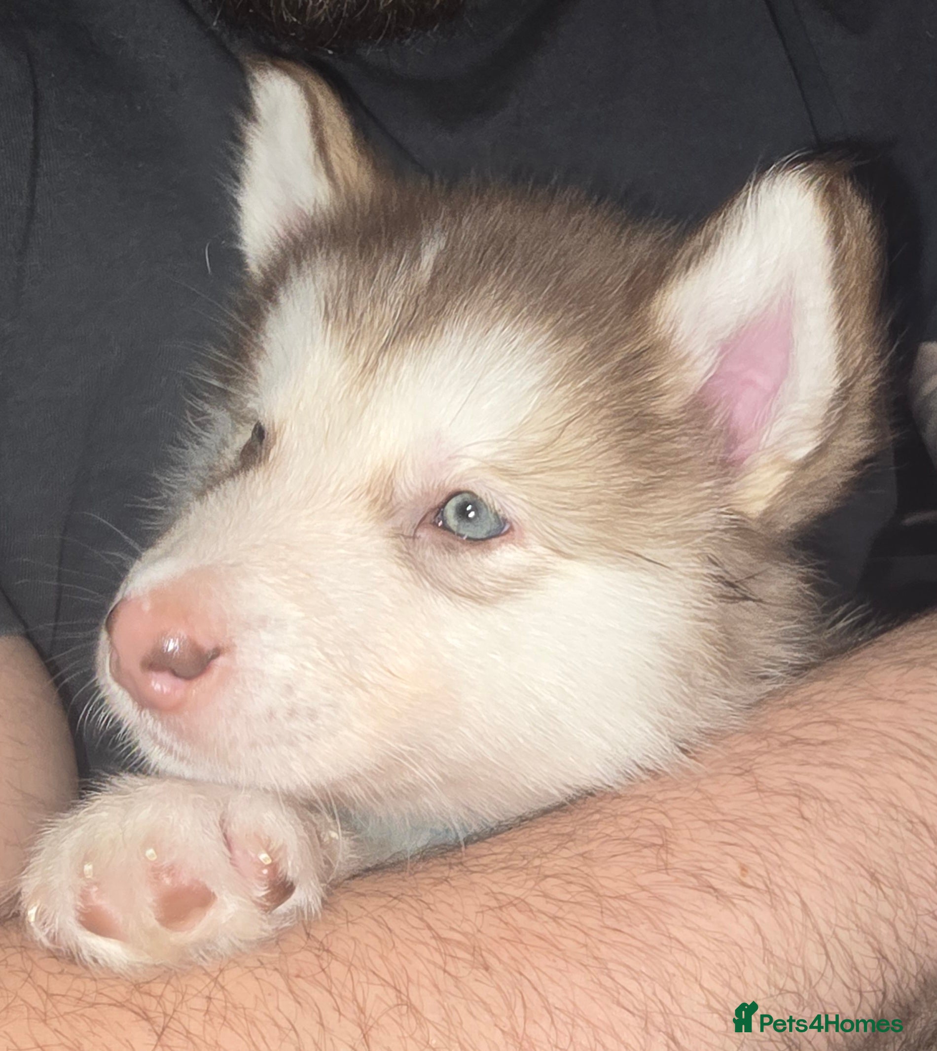 Utonagan dogs Malamute/Huskies  - Advert 7