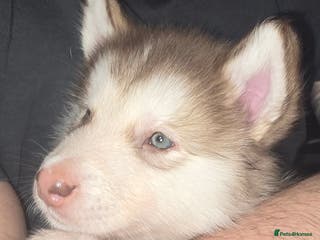 Utonagan dogs Malamute/Huskies - Advert 1