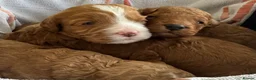 Cavapoo dogs for sale: Beautiful, health tested F1b Cavapoo Puppies - Advert 4