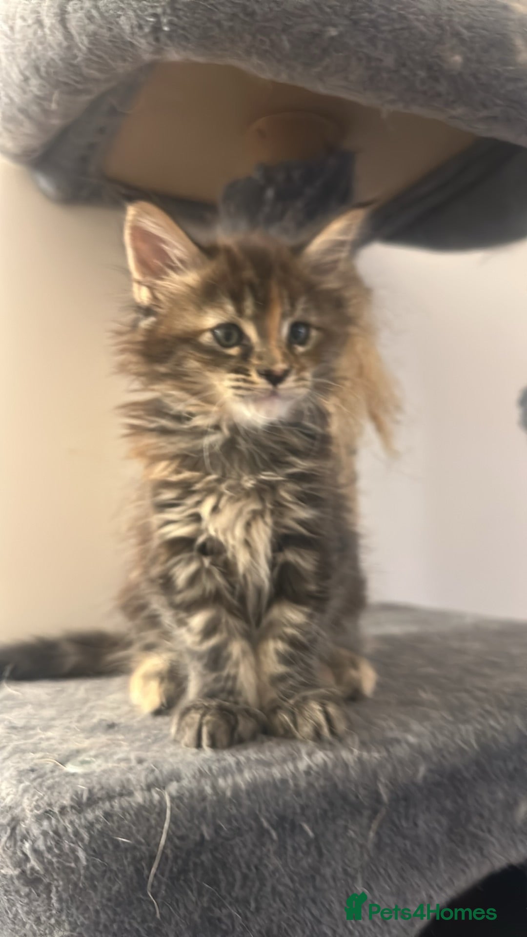 Maine Coon cats LuxuryMaine Coon kittens & can do payment plan - Advert 14