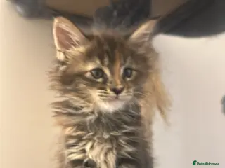 Maine Coon cats LuxuryMaine Coon kittens & can do payment plan - Advert 14