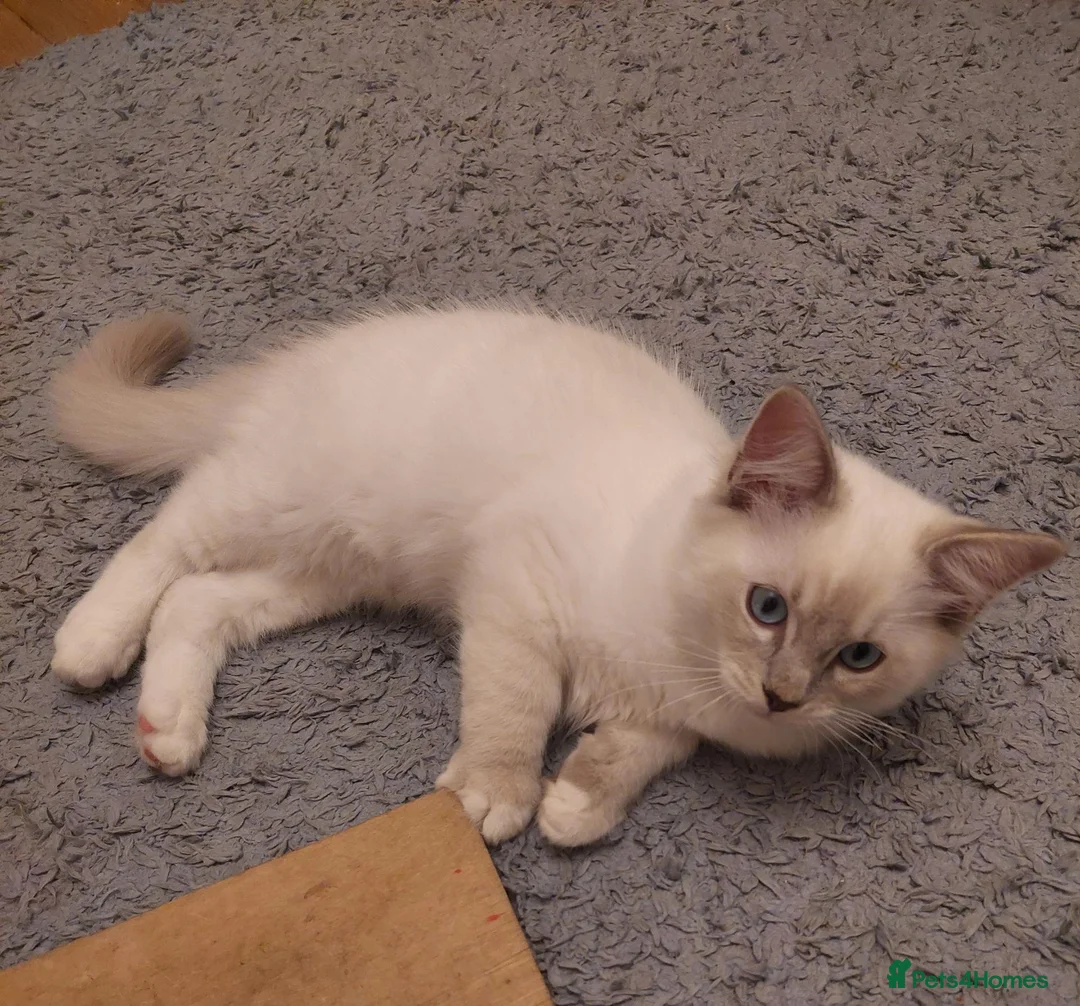 Ragdoll cats for sale: Ragdoll 1 - Advert 2