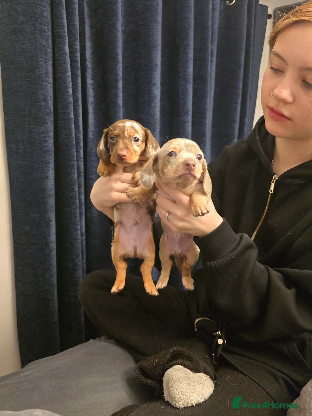 Miniature Dachshund dogs for sale: Stunning miniature dachshunds - Advert 2