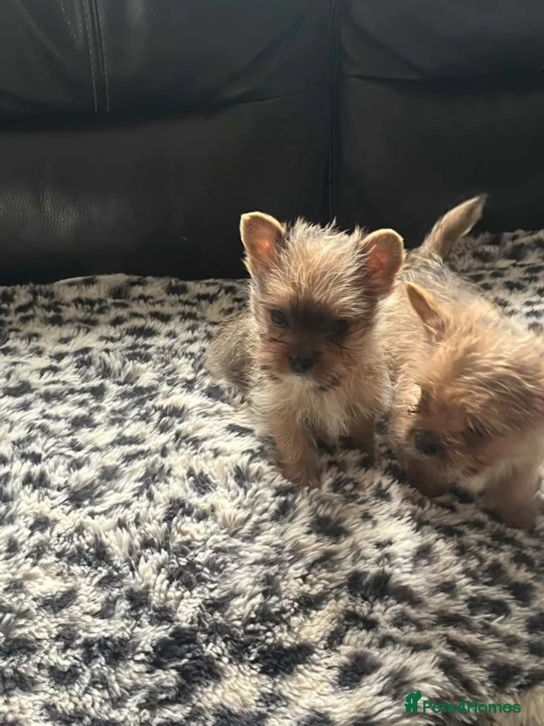 Yorkshire Terrier dogs for sale:  **  Yorkshire terriers in Derby - Advert 3