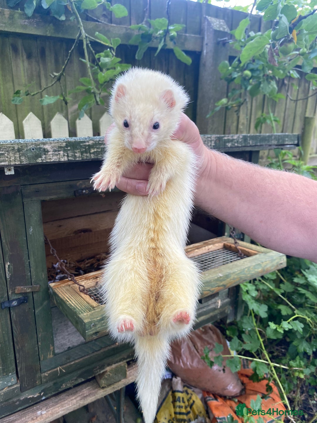 Ferret rodents for sale: Mirco kitts  in Redditch - Image 1