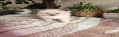 Ragdoll 2