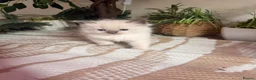 Ragdoll cats for sale: Beautiful Dolls 💙🐱 - Advert 13