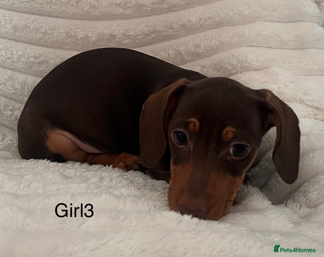 Miniature Dachshund dogs for sale: Gorgeous miniature dachshunds  - Image 6