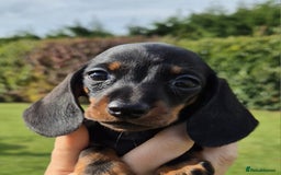 Miniature Dachshund dogs for sale: Gorgeous Kc reg Miniature smooth Dachshunds - Image 1