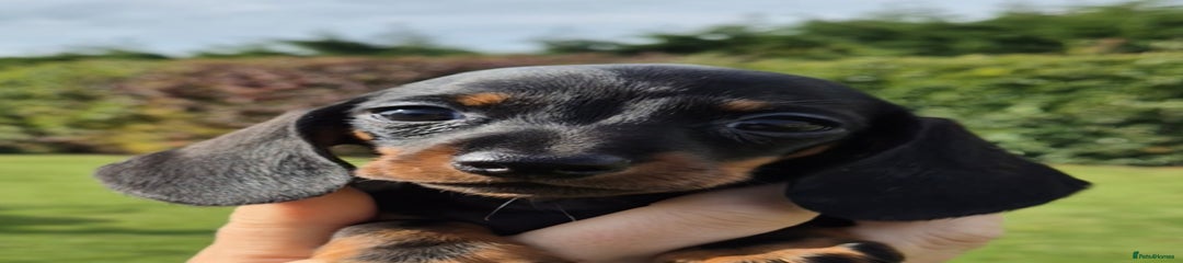 Miniature Dachshund Puppy 4