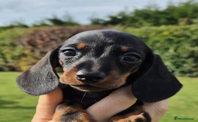 Miniature Dachshund dogs - Advert 12