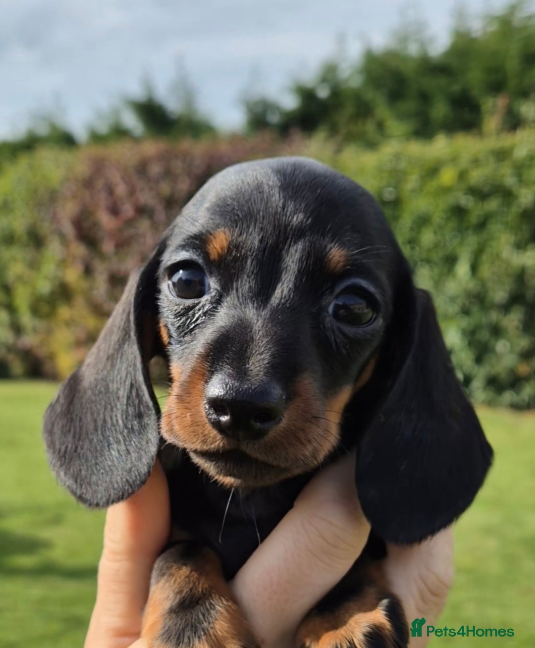 Miniature Dachshund dogs for sale: Gorgeous Kc reg Miniature smooth Dachshunds - Image 1