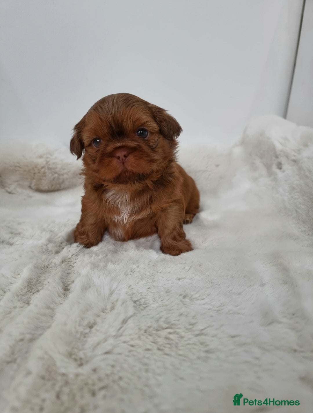 Shih Tzu dogs for sale: 4 Gorgeous Imperial Shih Tzu Boys - Advert 3