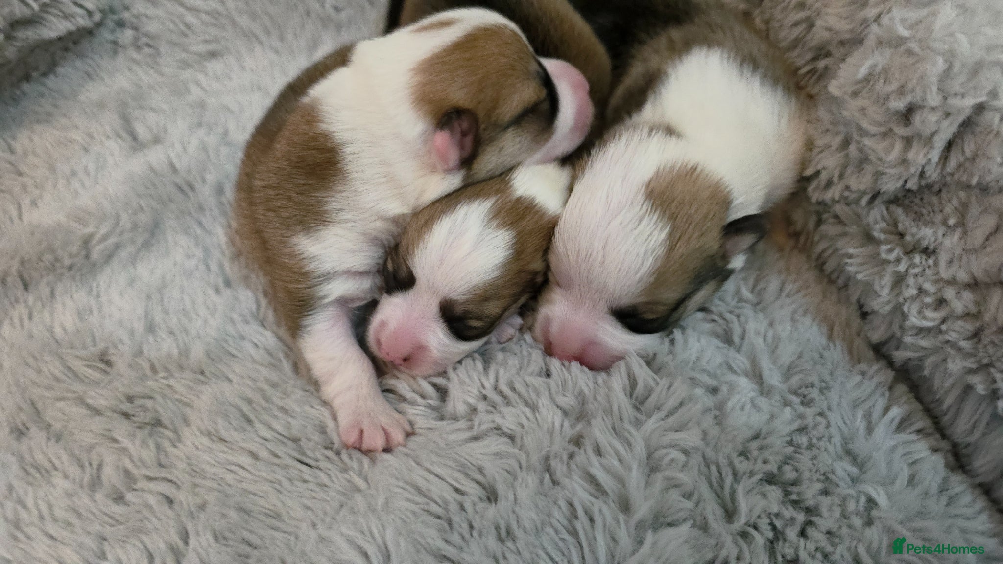Welsh Corgi Pembroke dogs Corgi Puppies for Loving Homes – 1 Male, 2 Females - Advert 5