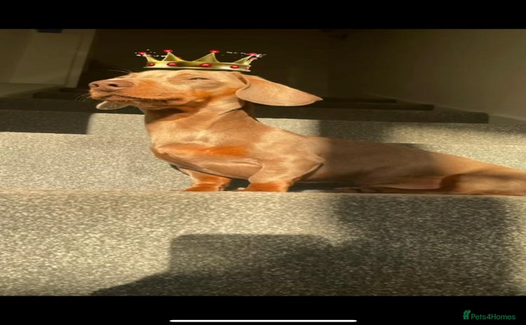 Miniature Dachshund dogs - Advert 5