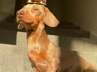 Miniature Dachshund dogs Rolex⌚️👑 - Advert 15