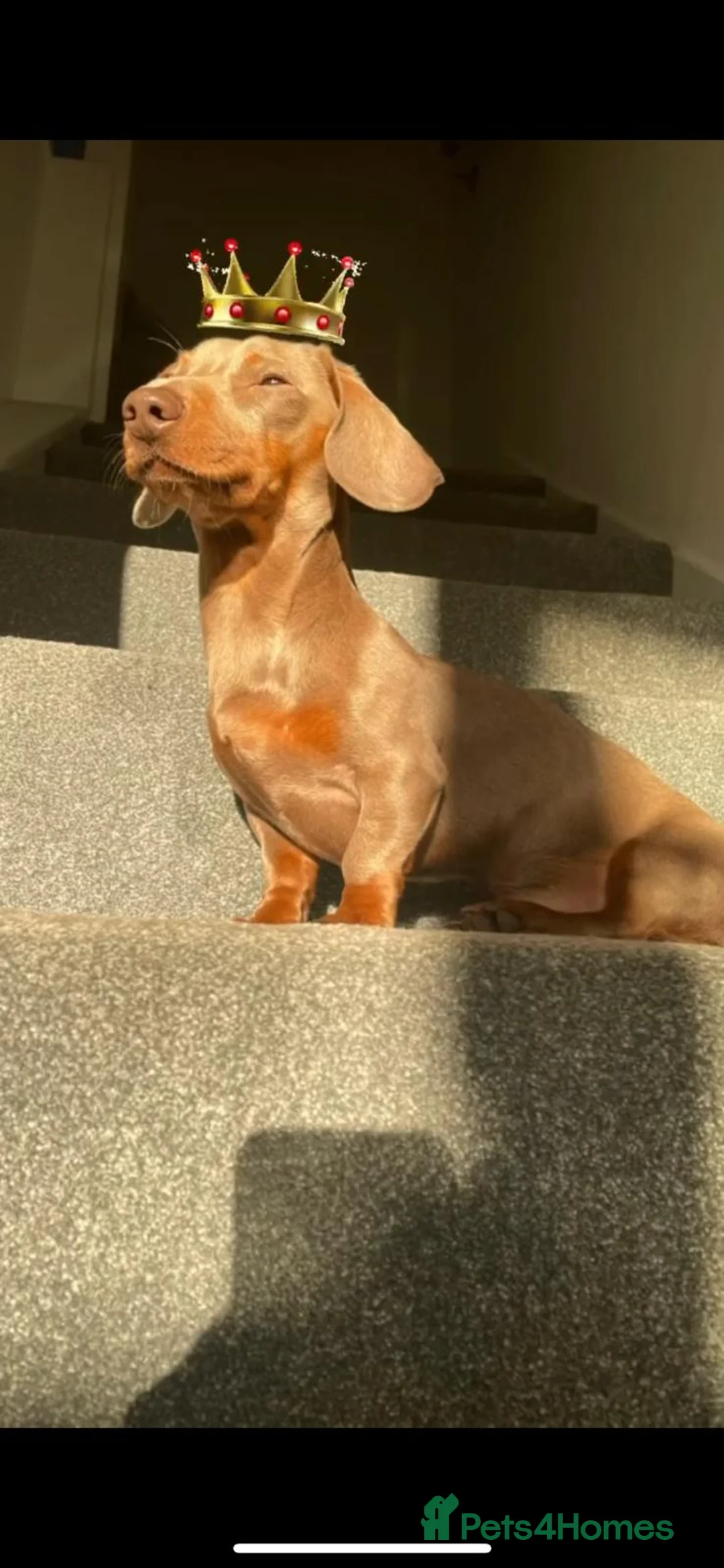 Miniature Dachshund dogs for stud: Rolex⌚️👑 - Advert 1