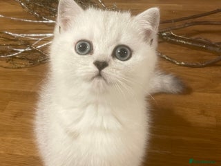 British Shorthair cats Black Tipped British Shorthair kittens - Advert 16