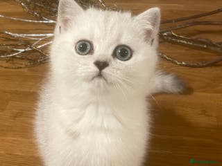 British Shorthair cats Black Tipped British Shorthair kittens - Advert 7