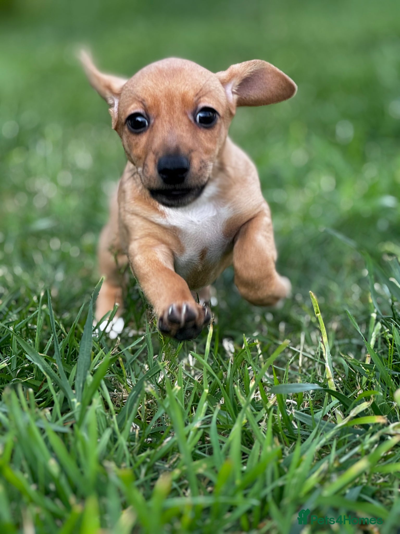 Jackshund dogs Jackshund male puppy - Advert 2