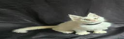 Maine Coon cats for sale: Ready now-Tica Maine Coon Kittens  - Advert 14