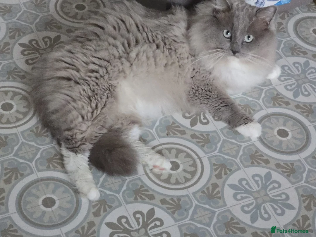 Ragdoll cats for sale: Blue mink / cherubim boy. TICA Active - Advert 6