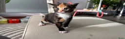 Maine Coon cats for sale: 3 maine coon girls ready in 3 weeks!!!🖤🧡🤍 in Birkenhead - Advert 10