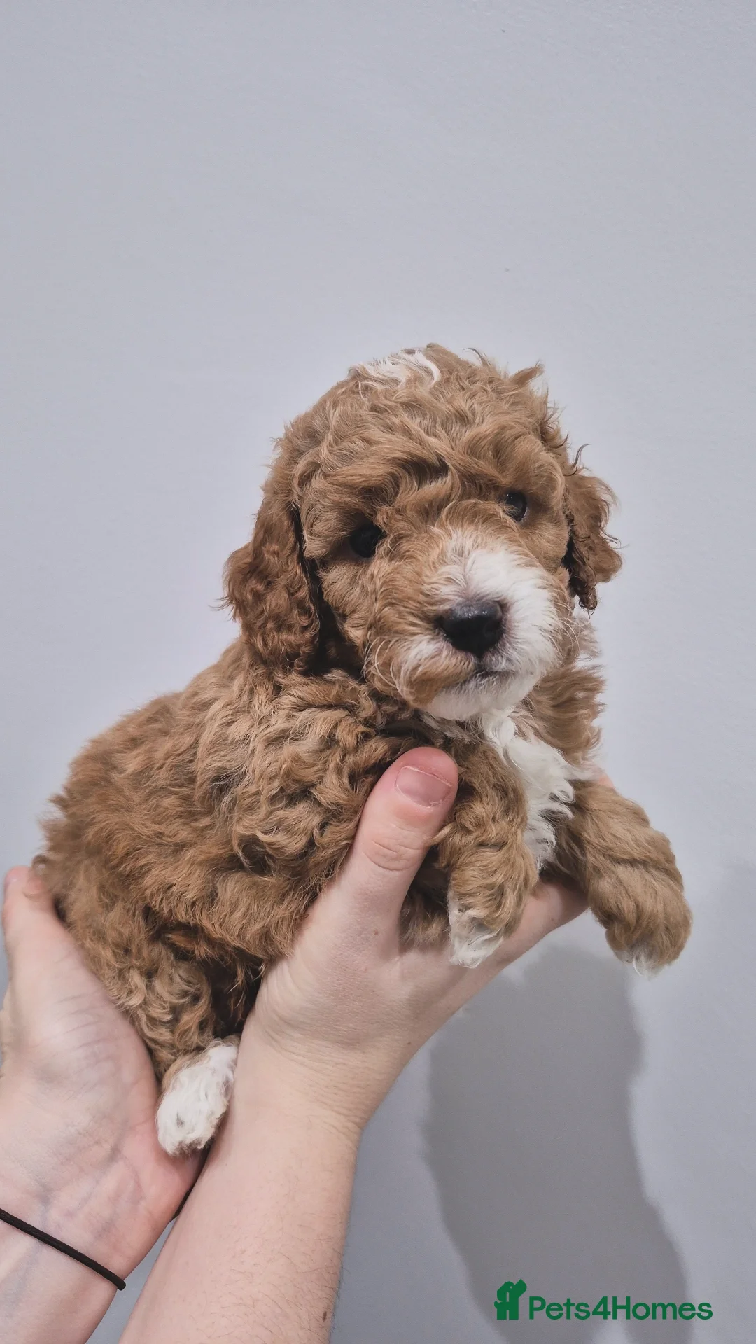 Cockapoo dogs F1B red and apricot cockapoo puppies  - Advert 1