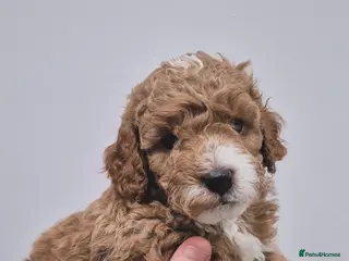 Cockapoo dogs F1B red and apricot cockapoo puppies - Advert 1