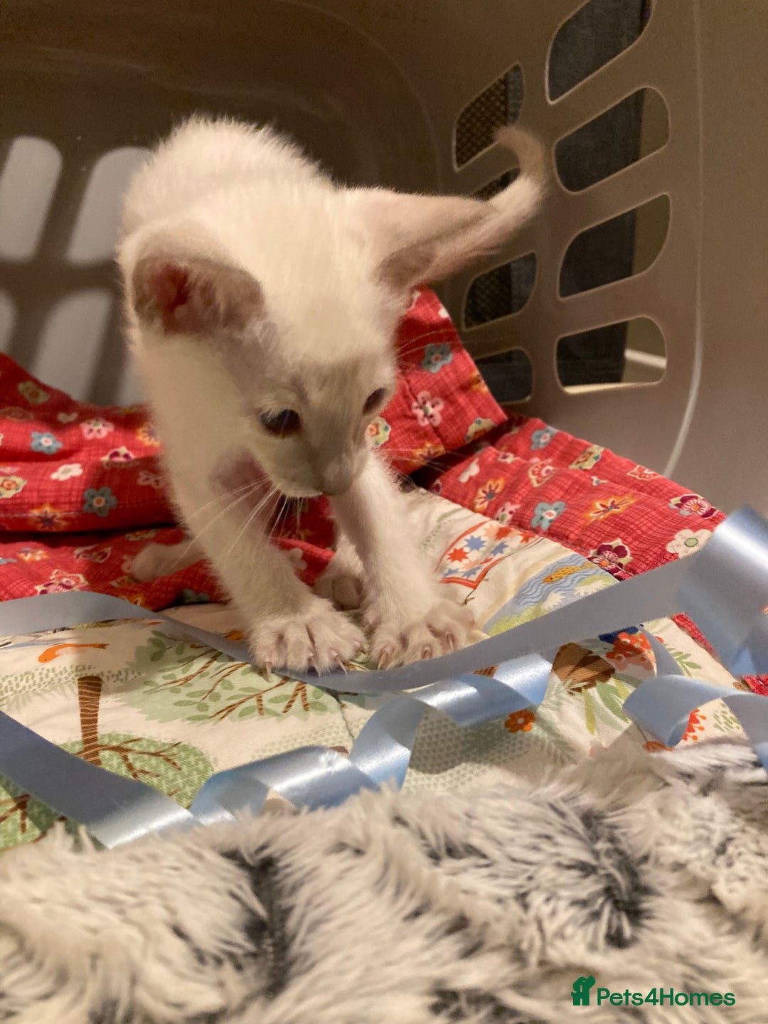 Oriental cats for sale: Oriental shorthair kittens - Advert 17