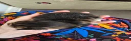Mixed Breed cats for sale: 3 beautiful long hair kittens - Advert 5