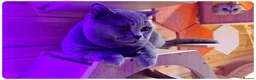 British Shorthair cats for stud: Massive British Blue Boy for stud - Advert 4