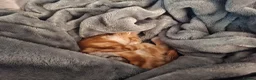 Mixed Breed cats for sale: Kitten - female ginger - Advert 3