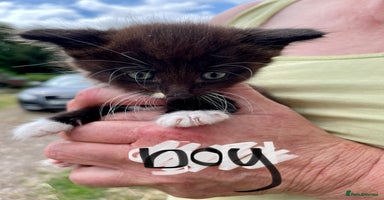 Mixed Breed cats - Advert 4