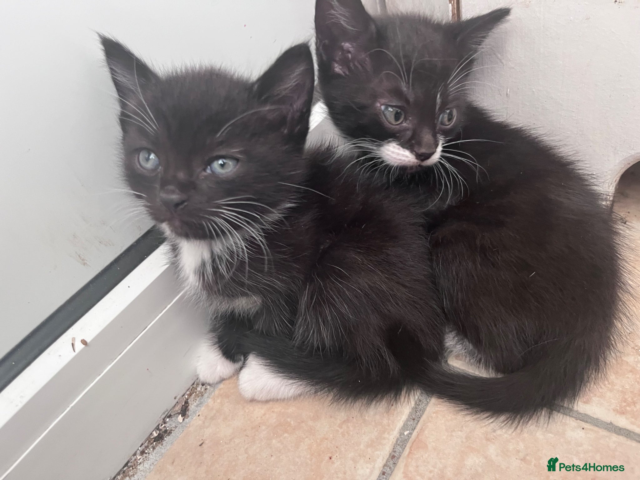 Mixed Breed cats for sale: Beautiful kittens in Southsea - Advert 10