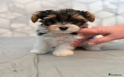 Yorkshire Terrier dogs for sale: Beautiful Yorkshire biewer terrier - Image 15