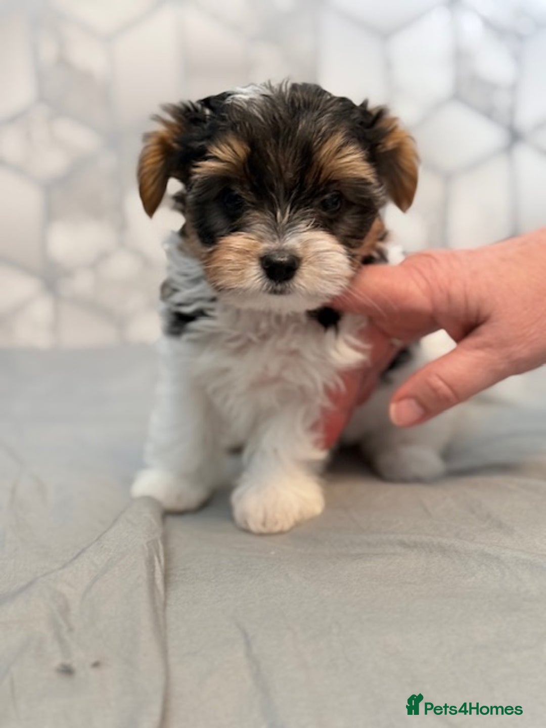 Yorkshire Terrier dogs for sale: Beautiful Yorkshire biewer terrier - Image 15