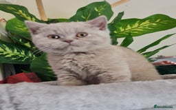 British Shorthair cats for sale: Pure bsh kittens from DNA & genetic tested parents - Image 20
