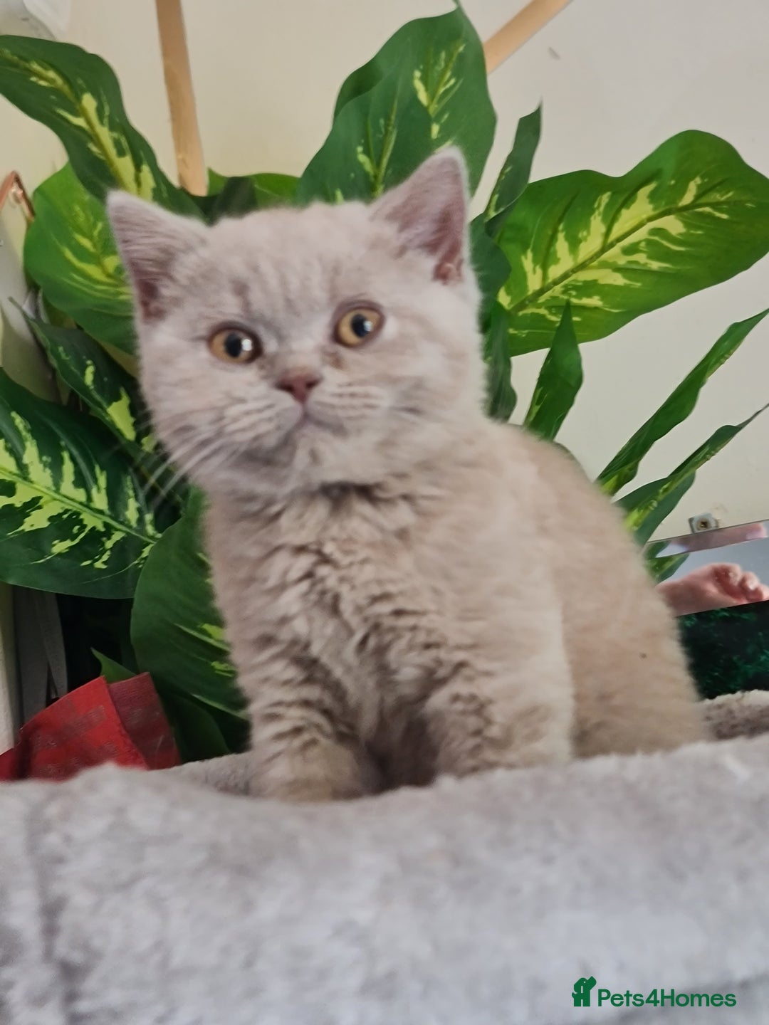 British Shorthair cats for sale: Pure bsh kittens from DNA & genetic tested parents - Image 20