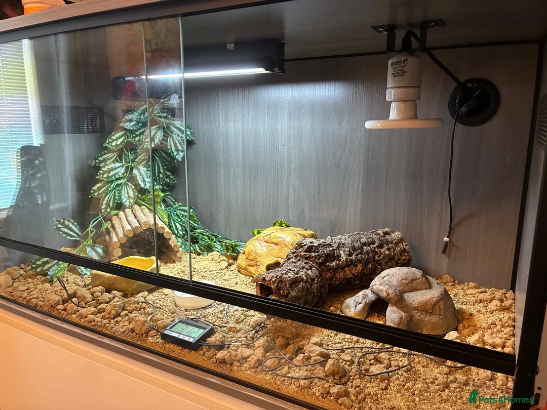 Leopard Gecko reptiles for sale: Leopard Gecko & Full set up in Larbert - Advert 2
