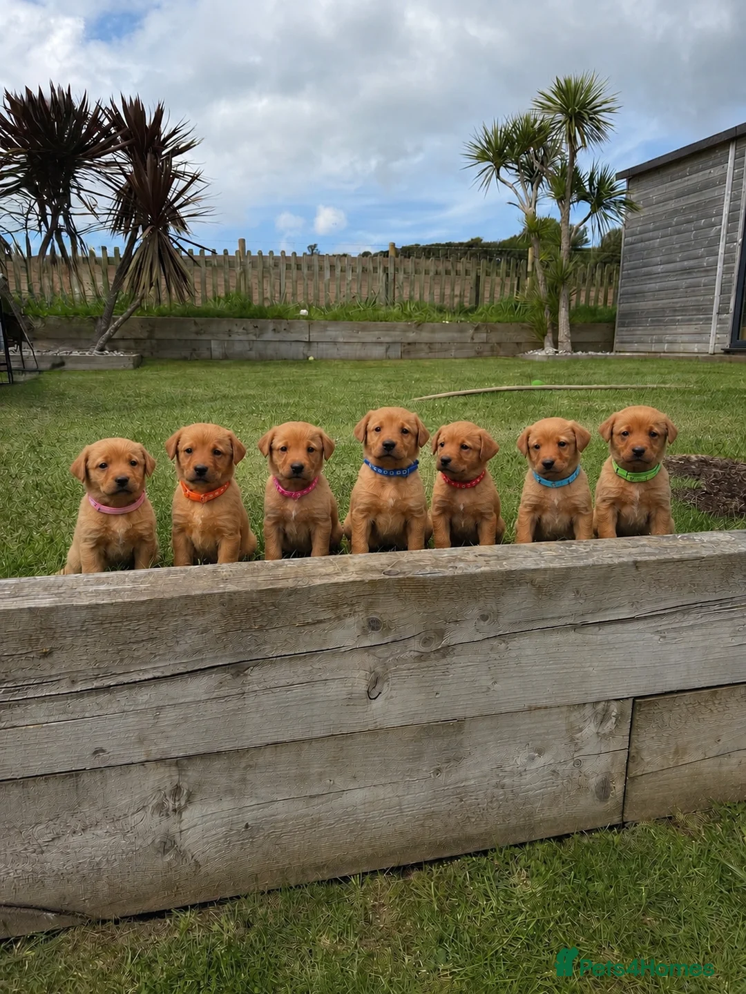 Labrador Retriever dogs for sale: EXCEPTIONAL LABRADOR PUPPIES FROM FTC LINE - Advert 1