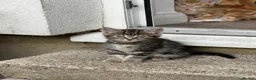 Mixed Breed cats for sale: 2 beautiful sisters  - Advert 21