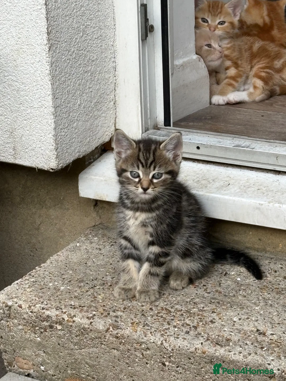 Mixed Breed cats for sale: 2 beautiful sisters  - Advert 21