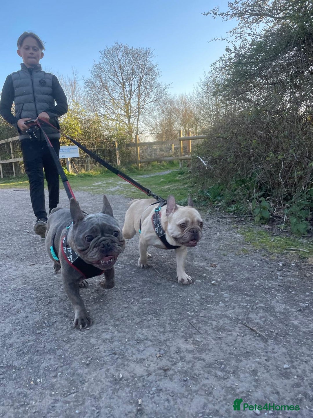 French Bulldog dogs for sale: Girl and boy breading pair - Image 1