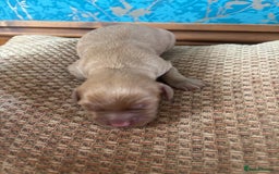 Cockapoo dogs for sale: 🐶Stunning cockerpoo puppies-just born  - Image 4