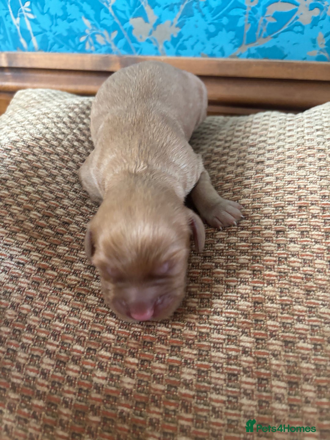 Cockapoo dogs for sale: 🐶Stunning cockerpoo puppies-just born  - Image 4